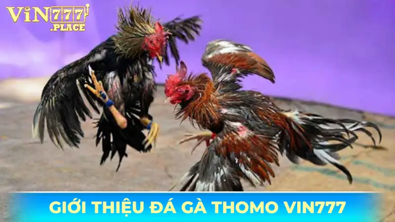 Đá gà Thomo Vin777 - Cá cược trực tuyến hấp dẫn