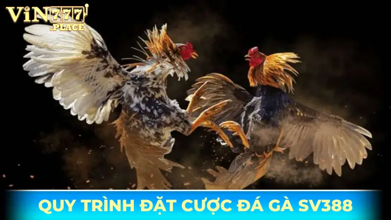 Đá gà SV388 Vin777 - Hướng dẫn tham gia cá cược kịch tính