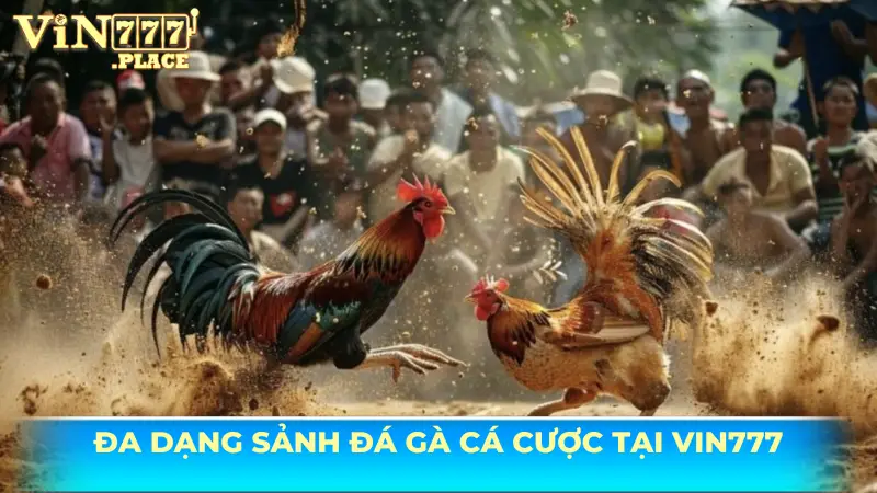 đá gà Vin777 Sảnh đá gà đẹp mắt tại Vin777