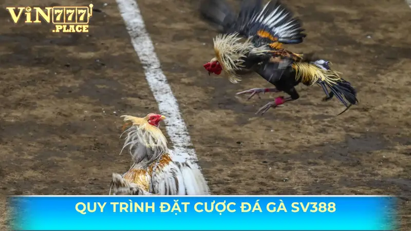 Hướng dẫn quy trình đặt cược đá gà SV388 Vin777