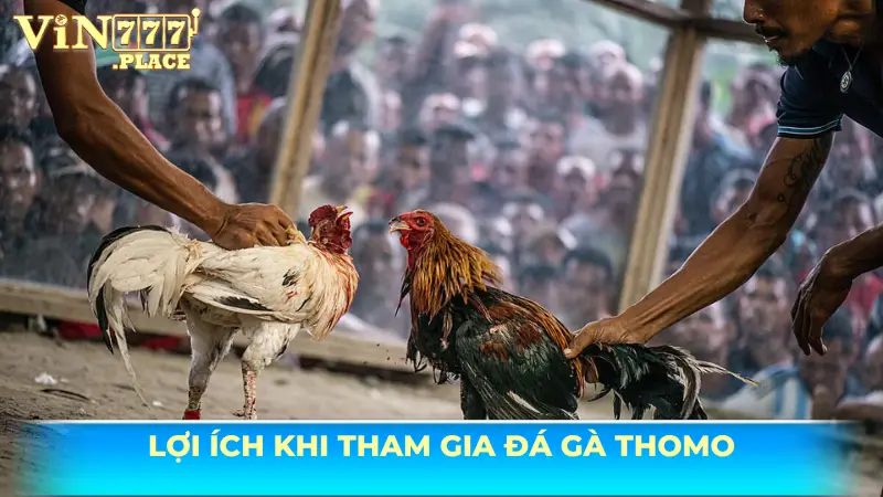 Những lợi ích khi tham gia đá gà Thomo Vin777