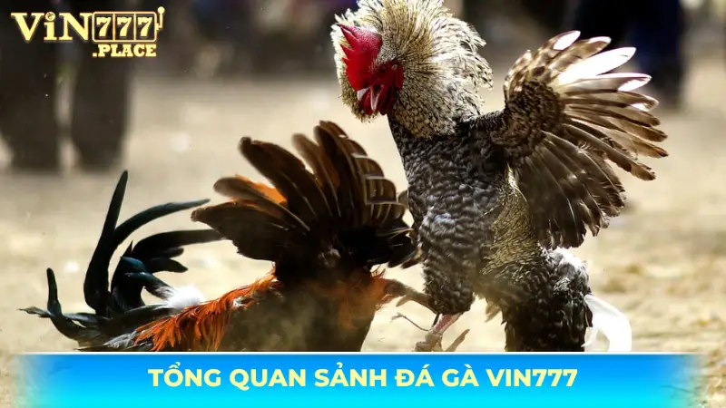 đá gà Vin777 Khám phá sảnh đá gà Vin777