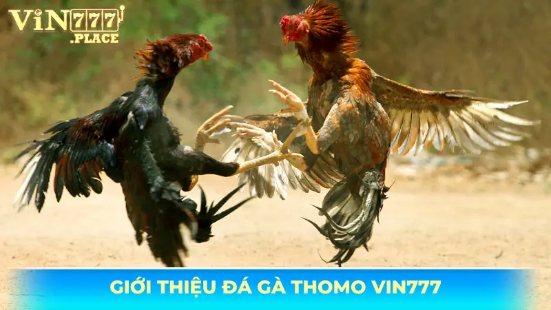 Giới thiệu đá gà Thomo Vin777
