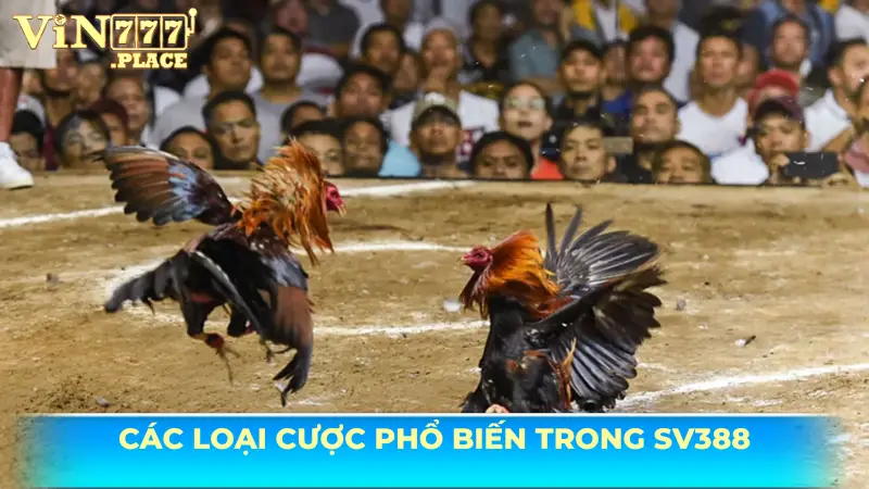 Các loại cược phổ biến trong đá gà SV388 Vin777