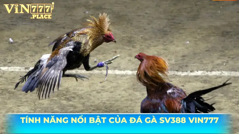 Tính năng nổi bật của giao diện đá gà SV388 VIN777