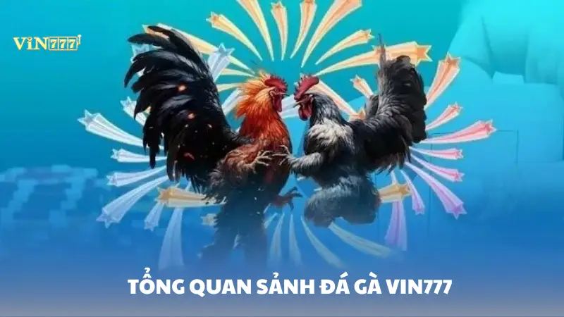 đá gà Vin777 Khám phá sảnh đá gà Vin777