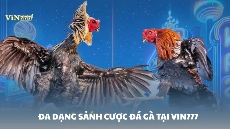 đá gà Vin777 Hội tụ nhiều sảnh lớn chuyên nghiệp