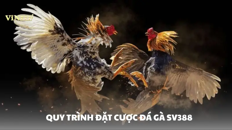 đá gà SV388 Vin777 Hướng dẫn quy trình đặt cược đá gà SV388 Vin777