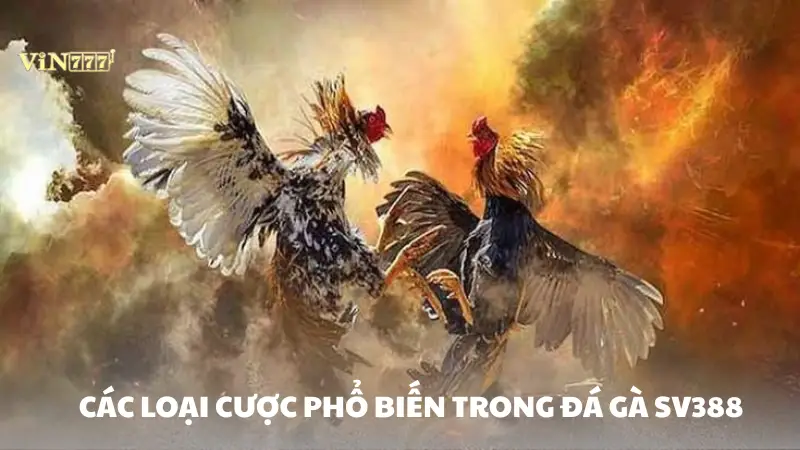 đá gà SV388 Vin777 Các loại cược phổ biến trong đá gà SV388 Vin777