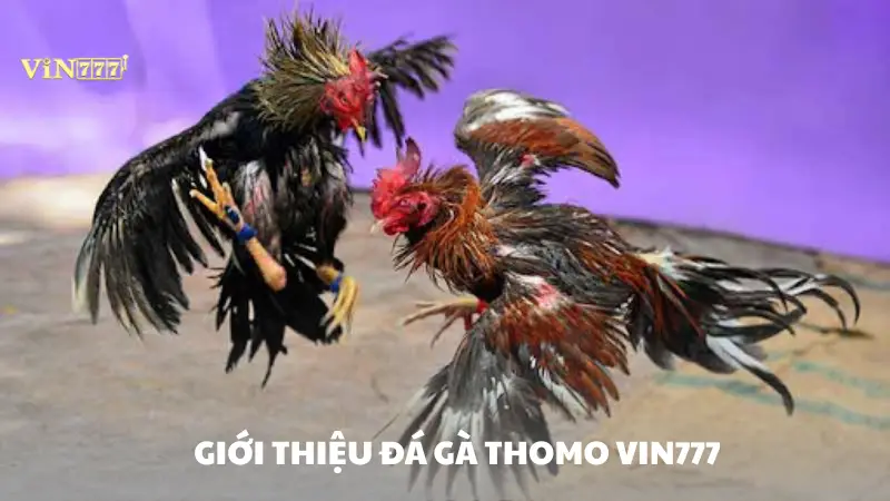 đá gà thomo Vin777 Giới thiệu đá gà Thomo Vin777