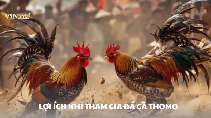 đá gà thomo Vin777 Những lợi ích khi tham gia đá gà Thomo Vin777