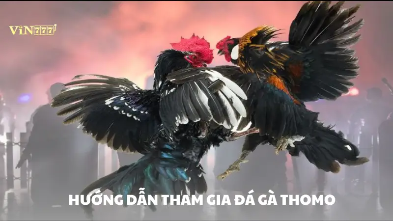 đá gà thomo Vin777 Hướng dẫn tham gia đá gà Vin777